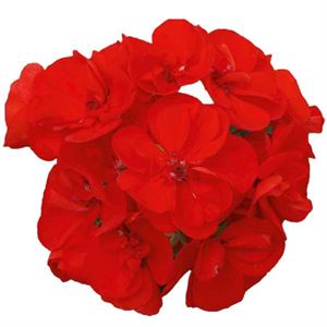 Bild von Geranium Staand P12 Sunrise Elara